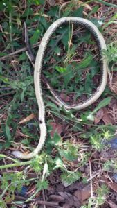 Scuola Via dei Lecci