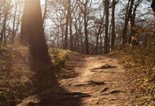 Itinerario nel bosco di Manziana