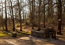 Il bosco di Manziana, l’inquinamento