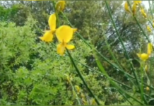 LAGO DI MARTIGNANO – La Ginestra 2