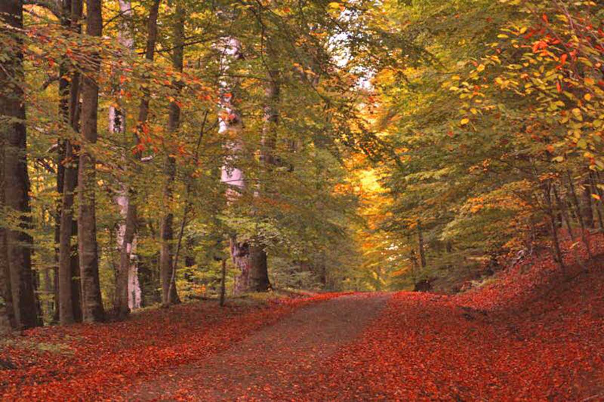 FaggetaMonteFogliano Associazione L'agone Nuovo