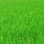 5d proprietà privata riso