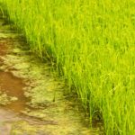 5e proprietà privata riso