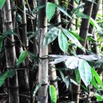 Fiori e piante – Bambu