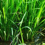 Fiori e piante – Riso