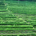 Hangzhou collina del the