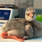 i due neo nati fenicotteri a Zoomarine