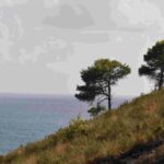 ap Promontorio della Villa di Tiberio alberi