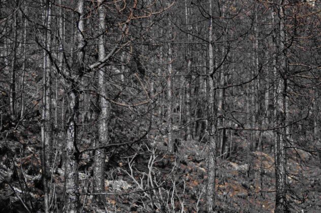 resti dopo il fuoco sulla montagne