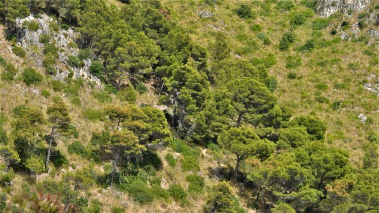 vegetazione costiera