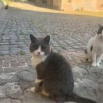 Alcuni Aristogatti del Castello-©Archivio Civinini