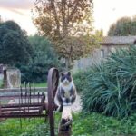 Un Aristogatto del Castello di Santa Severa mentre aspetta la pappa-©Archivio Civinini