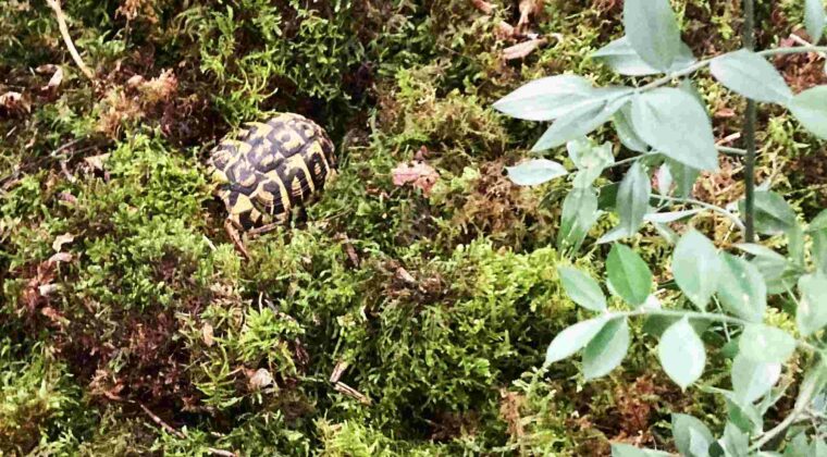 Mostra del fungo e delle erbe spontanee - la tartaruga