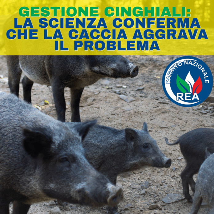 gestione cinghiali