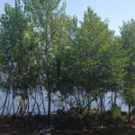 Operai sotto gli alberi