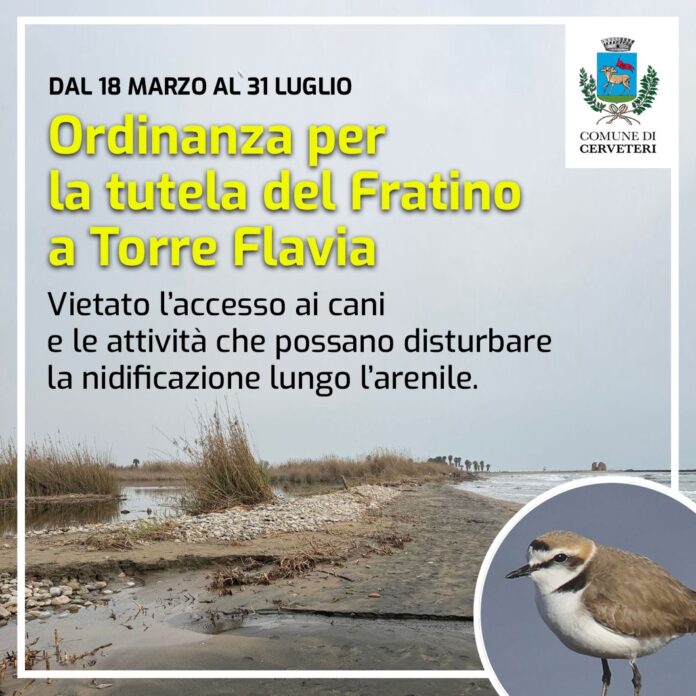 ordinanza per la tutela del Fratino a Ladispoli