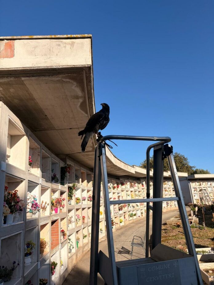 falchi Cerveteri